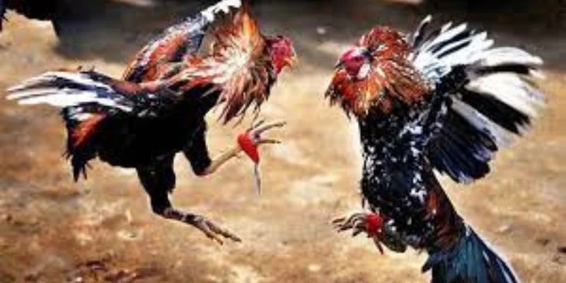 Đa dạng các thể loại cá cược trong trận đấu đá gà