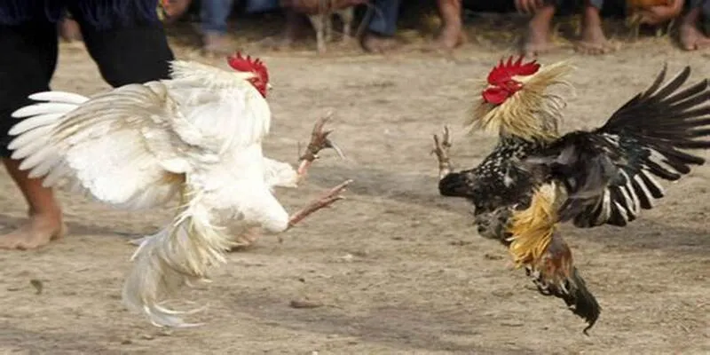 Đá gà Thomo tại nhà cái TOP 1 này rất là tuyệt vời